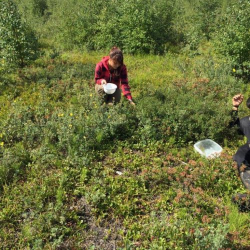 Berry Picking