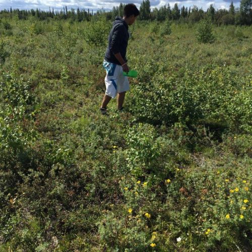 Berry Picking 3