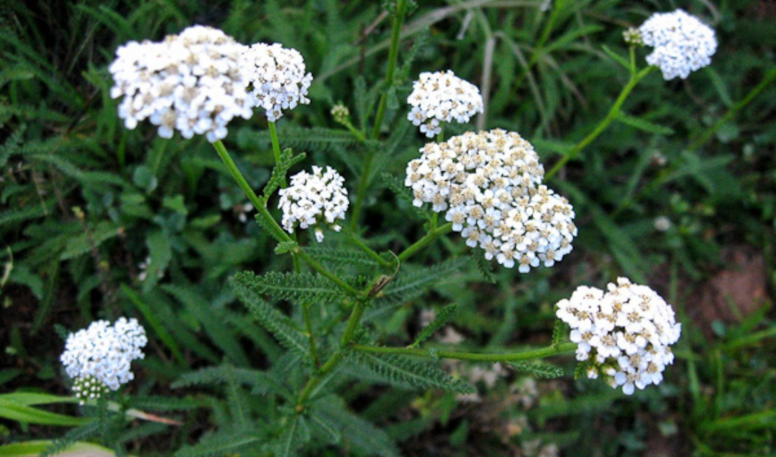 Achillea millefolium (yarrow) -  Yarrow